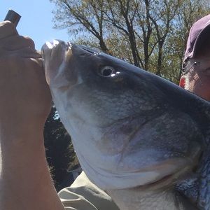 Meet your Posher, George